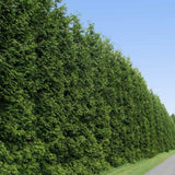 Green Giant Arborvitae